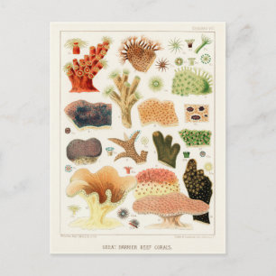 Great Barrier Reef van Australia Corals Briefkaart