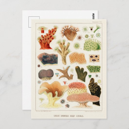 Great Barrier Reef van Australia Corals Briefkaart (Voorkant / Achterkant)