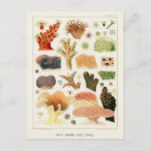 Great Barrier Reef van Australia Corals Briefkaart (Voorkant)