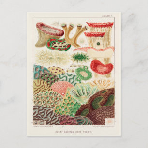 Great Barrier Reef van Australia Corals Briefkaart