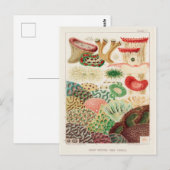 Great Barrier Reef van Australia Corals Briefkaart (Voorkant / Achterkant)