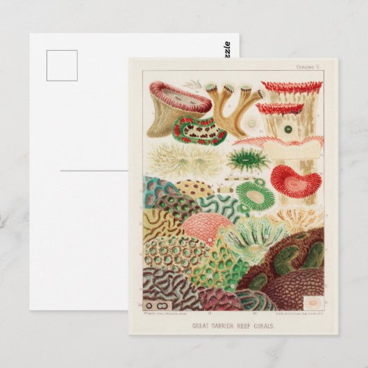  Great Barrier Reef van Australia Corals Briefkaart (Voorkant / Achterkant)
