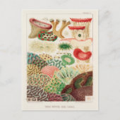  Great Barrier Reef van Australia Corals Briefkaart (Voorkant)