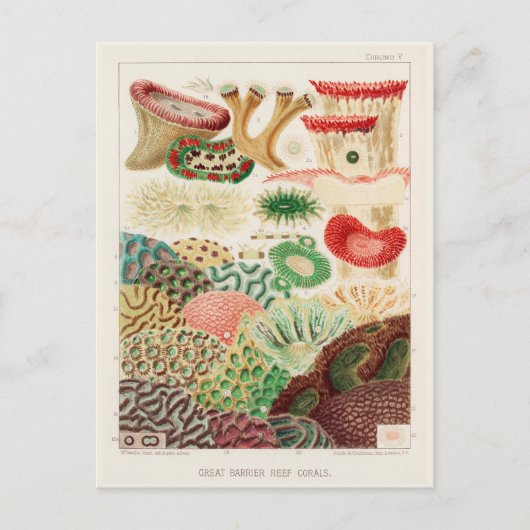  Great Barrier Reef van Australia Corals Briefkaart (Voorkant)