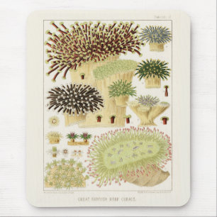  Great Barrier Reef van Australia Corals Muismat