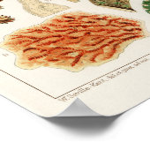  Great Barrier Reef van Australia Corals Poster (Hoek)