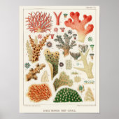  Great Barrier Reef van Australia Corals Poster (Voorkant)