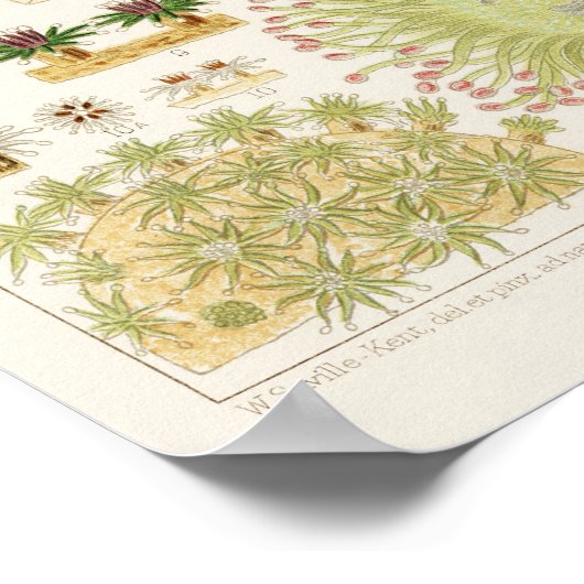  Great Barrier Reef van Australia Corals Poster (Hoek)