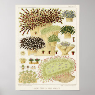 Great Barrier Reef van Australia Corals Poster