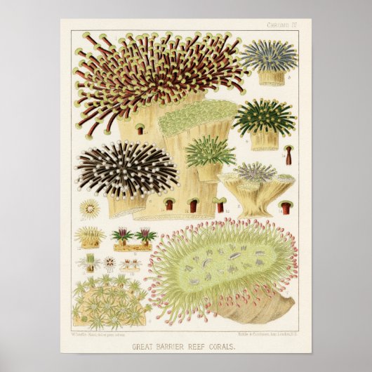  Great Barrier Reef van Australia Corals Poster (Voorkant)