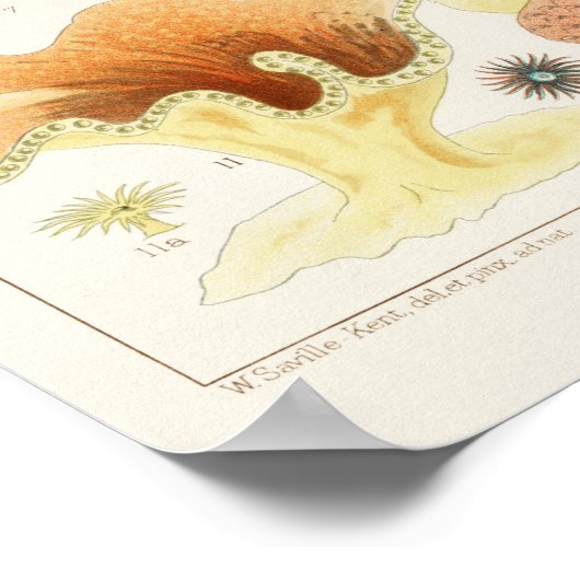  Great Barrier Reef van Australia Corals Poster (Hoek)