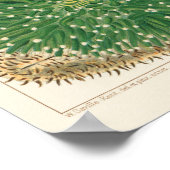  Great Barrier Reef van Australia Corals Poster (Hoek)