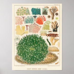 Great Barrier Reef van Australia Corals Poster