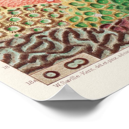  Great Barrier Reef van Australia Corals Poster (Hoek)