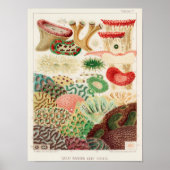  Great Barrier Reef van Australia Corals Poster (Voorkant)
