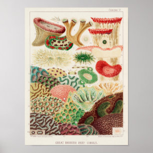 Great Barrier Reef van Australia Corals Poster