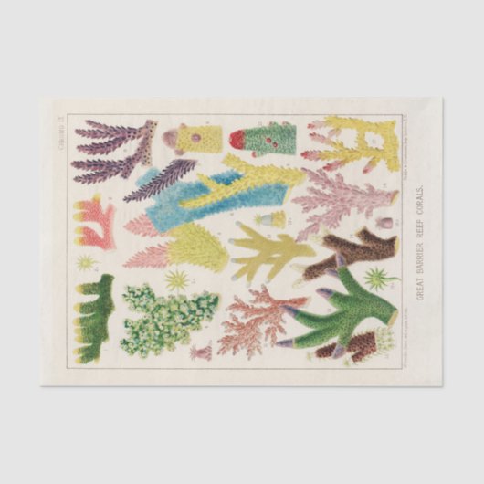  Great Barrier Reef van Australia Corals Tissuepapier (Voorkant)