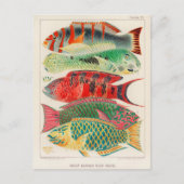  Great Barrier Reef van Australia Fishes Briefkaart (Voorkant)