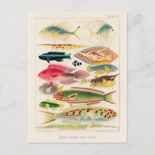  Great Barrier Reef van Australia Fishes Briefkaart (Voorkant)