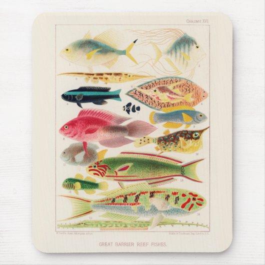Great Barrier Reef van Australia Fishes Muismat (Voorkant)