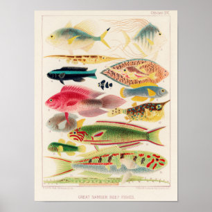 Great Barrier Reef van Australia Fishes Poster