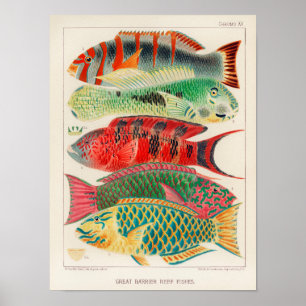 Great Barrier Reef van Australia Fishes Poster