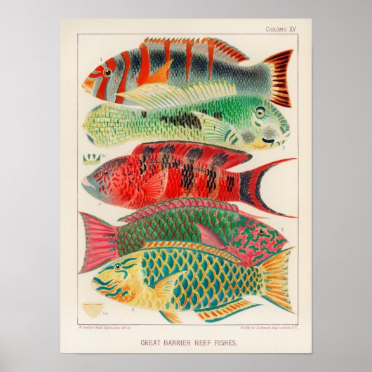  Great Barrier Reef van Australia Fishes Poster (Voorkant)