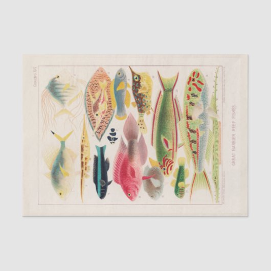  Great Barrier Reef van Australia Fishes Tissuepapier (Voorkant)