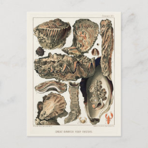 Great Barrier Reef van Australia Oysters Briefkaart