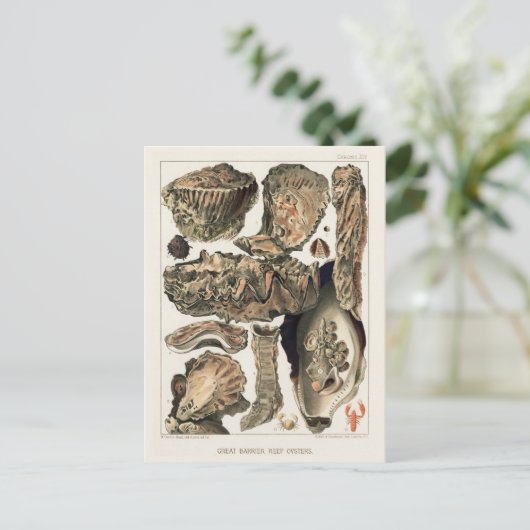  Great Barrier Reef van Australia Oysters Briefkaart (Staand voorkant)