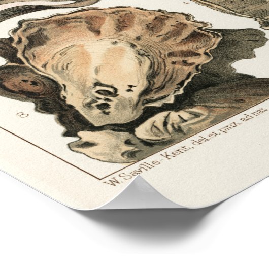  Great Barrier Reef van Australia Oysters Poster (Hoek)