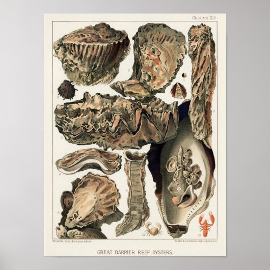  Great Barrier Reef van Australia Oysters Poster (Voorkant)