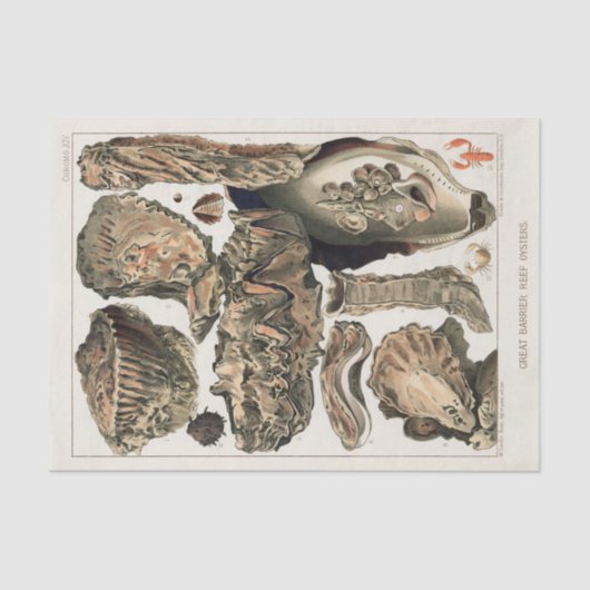  Great Barrier Reef van Australia Oysters Tissuepapier (Voorkant)