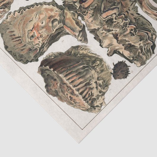  Great Barrier Reef van Australia Oysters Tissuepapier (Detail)