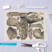  Great Barrier Reef van Australia Oysters Tissuepapier (Craft)