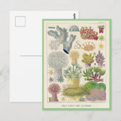 Great Barrier Reef van Australië, Alcyonaria, Briefkaart (Voorkant / Achterkant)