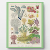 Great Barrier Reef van Australië, Alcyonaria, Fotoplaat (Voorkant)