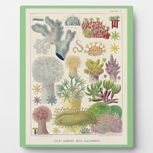 Great Barrier Reef van Australië, Alcyonaria, Fotoplaat (Voorkant)