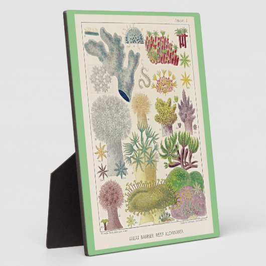 Great Barrier Reef van Australië, Alcyonaria, Fotoplaat (Zijkant)