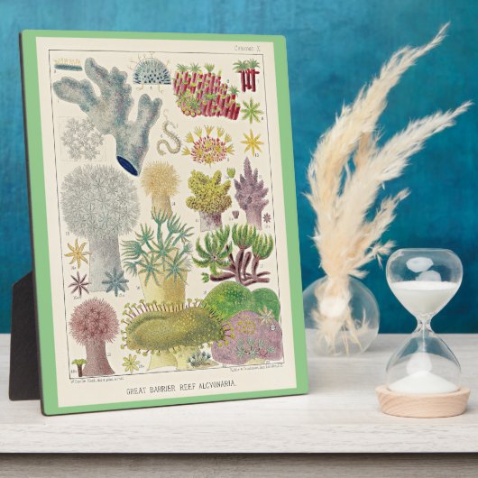 Great Barrier Reef van Australië, Alcyonaria, Fotoplaat (Zijkant)