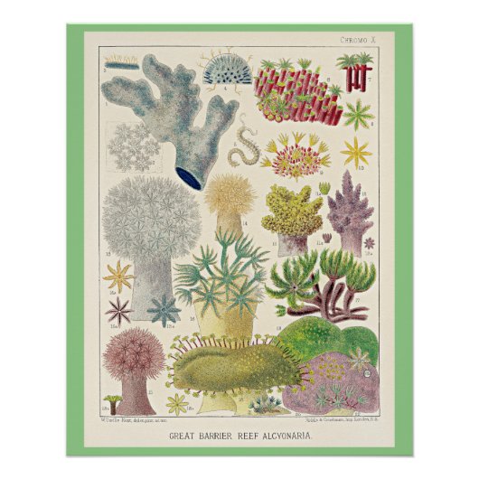 Great Barrier Reef van Australië, Alcyonaria, Perfect Poster (Voorkant)