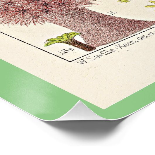 Great Barrier Reef van Australië, Alcyonaria, Perfect Poster (Hoek)