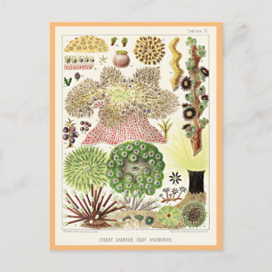 Great Barrier Reef van Australië Anemones Briefkaart