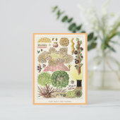 Great Barrier Reef van Australië Anemones Briefkaart (Staand voorkant)