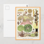 Great Barrier Reef van Australië Anemones Briefkaart (Voorkant / Achterkant)