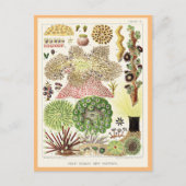 Great Barrier Reef van Australië Anemones Briefkaart (Voorkant)