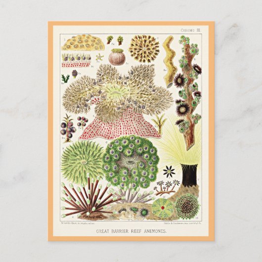 Great Barrier Reef van Australië Anemones Briefkaart (Voorkant)