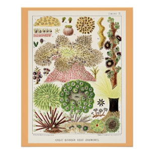 Great Barrier Reef van Australië Anemones Perfect Poster