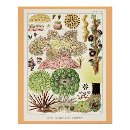 Great Barrier Reef van Australië Anemones Perfect Poster (Voorkant)