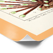 Great Barrier Reef van Australië Anemones Perfect Poster (Hoek)